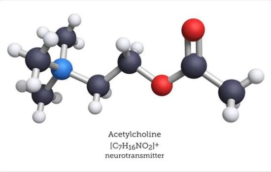 Acetylcholine